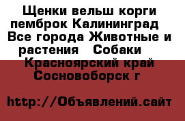 Щенки вельш корги пемброк Калининград - Все города Животные и растения » Собаки   . Красноярский край,Сосновоборск г.